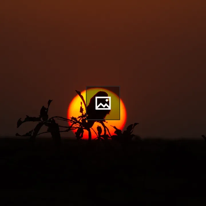 Silhouette of a kestrel at sunset