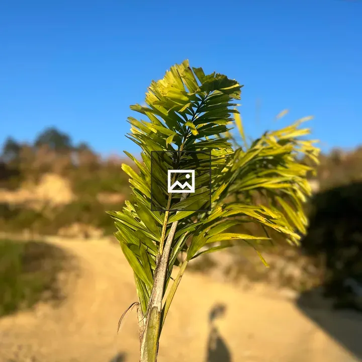 Plant with Green Foliage