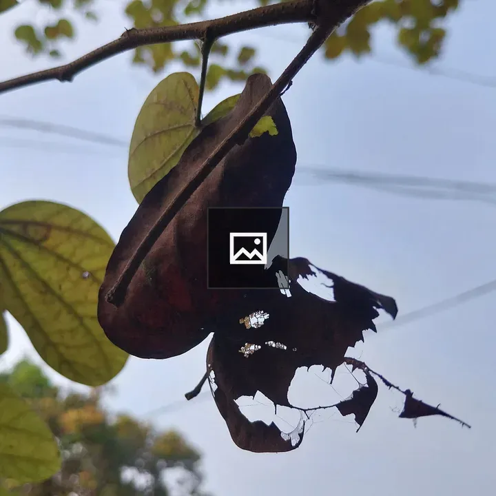 Withered leaf butterfly likeness