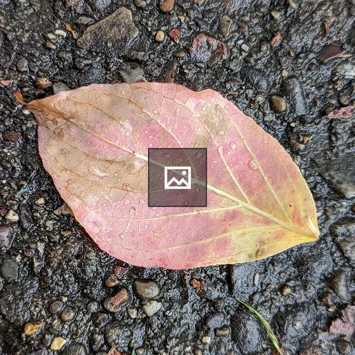 Pink and Yellow Leaf on Concrete