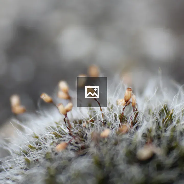 Micro ecosystem in the moss