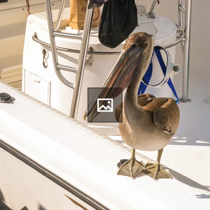 Pelican on Boat Side