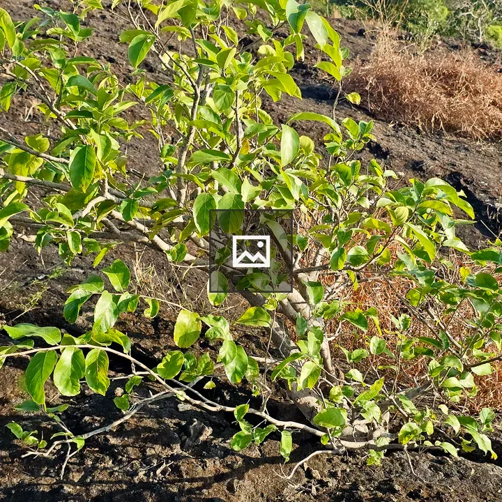 Green shrub on rocky slope