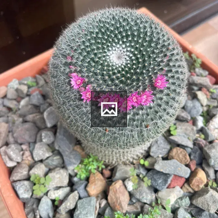 Round cactus in terracotta pot