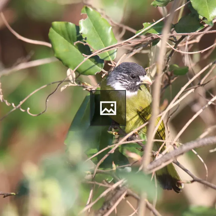 Collared Finchbill on Branch