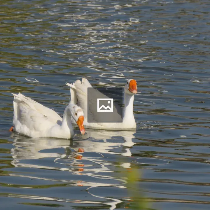 Duck In Water