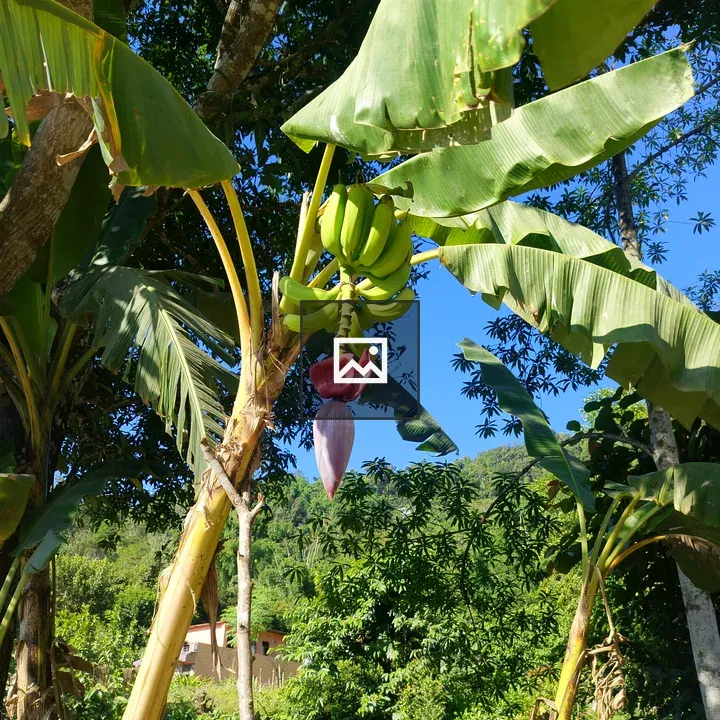 Banana Tree with Unripe Fruit