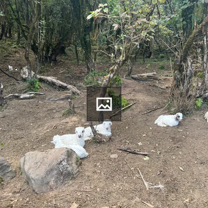 Group of fluffy sheep on dirt path