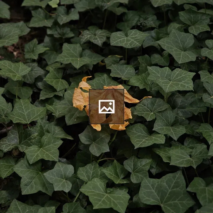 Golden maple leaf on ivy