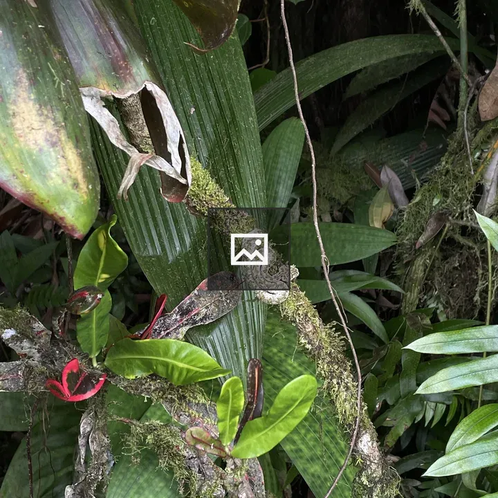 Camouflaged green-gray snake among leaves
