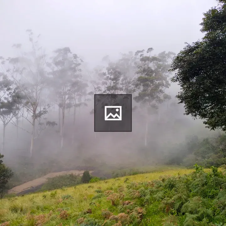 Eravikulam Forest Landscape