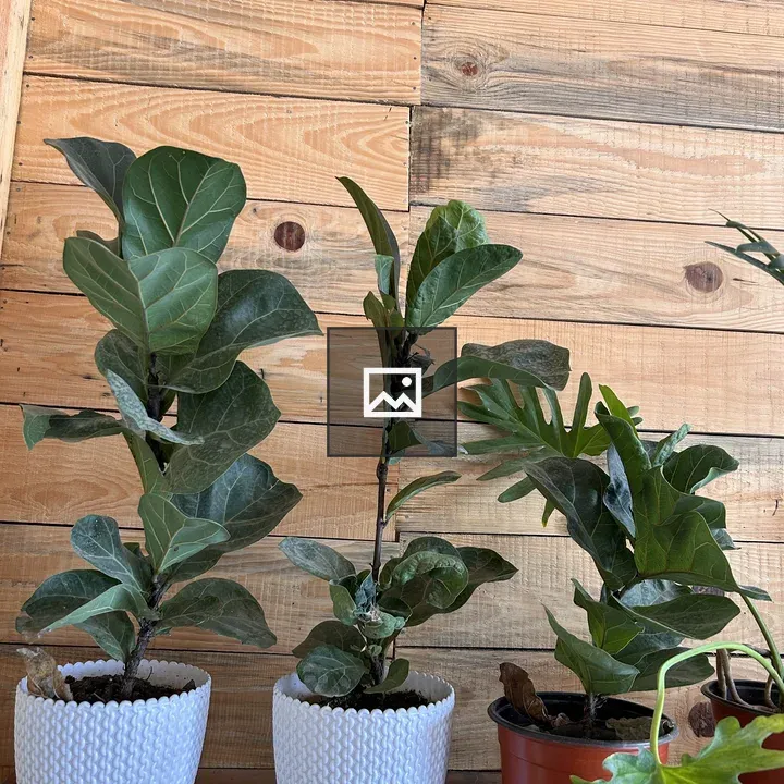 A trio of potted plants on shelf