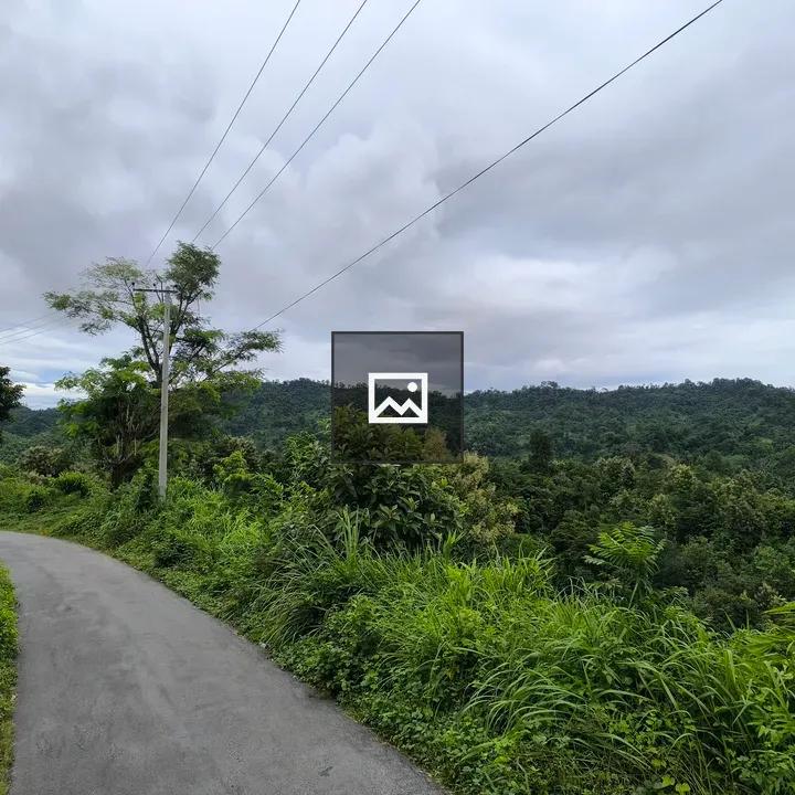 Winding Road Through Greenery