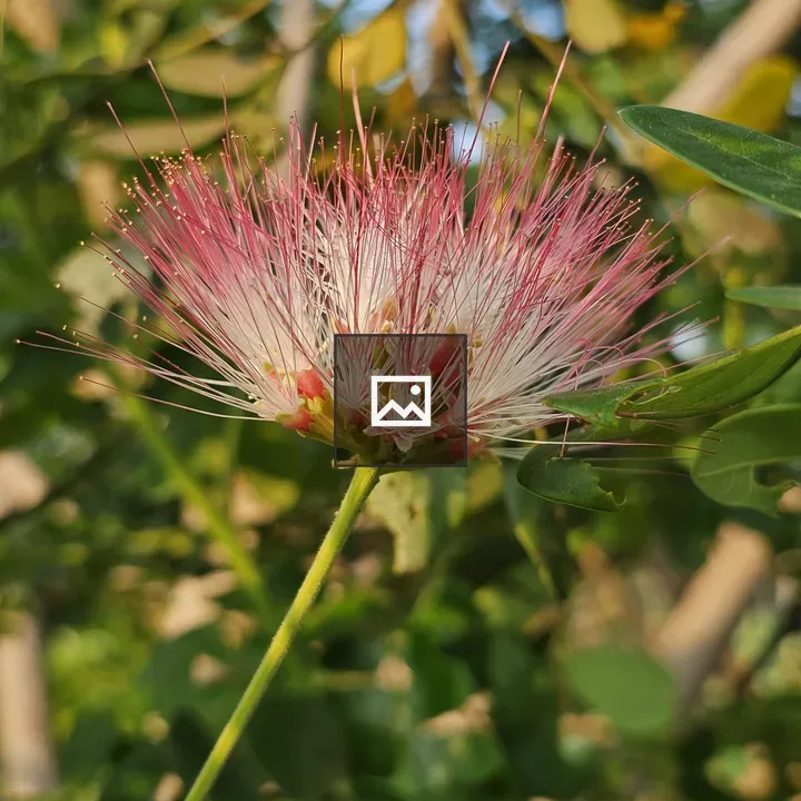 Albizia julibrissin flower close-up