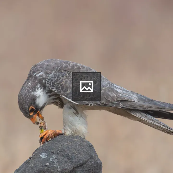 Amur Falcon (Female) on Rock