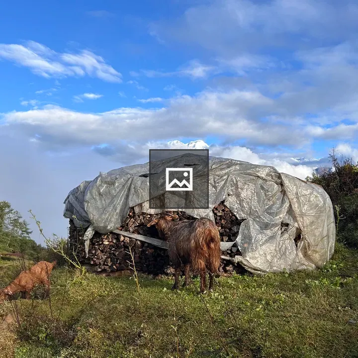 Goat by Firewood Pile