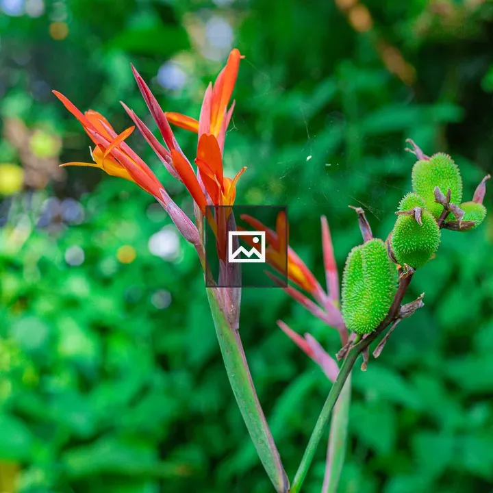 Close-up of tropical flowers