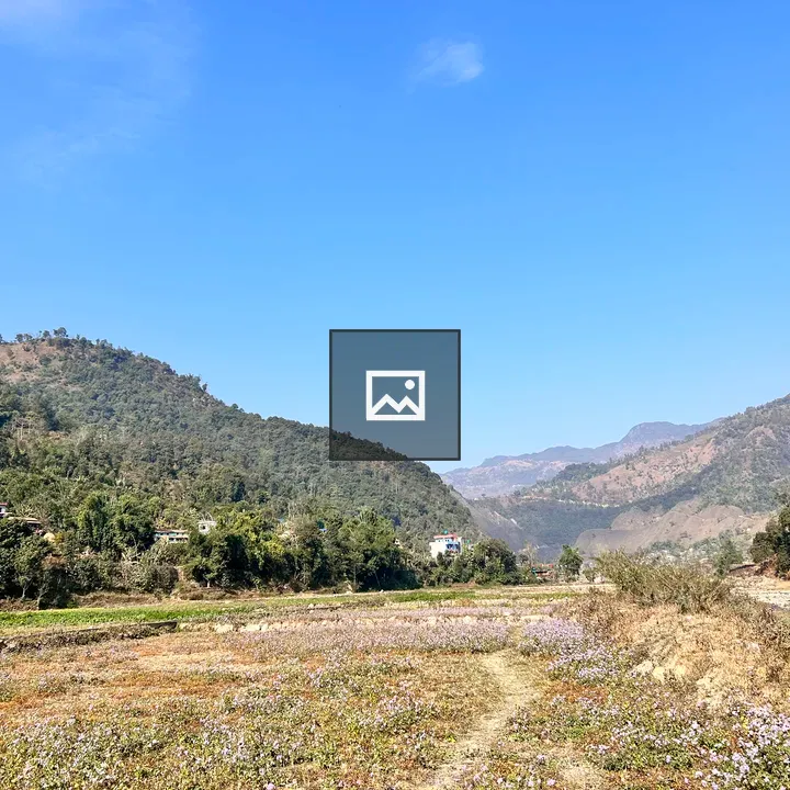 Harvested Paddy Fields Scene