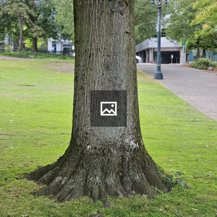 Tree trunk and roots in urban park