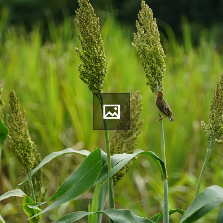 Tall Grass with Birds