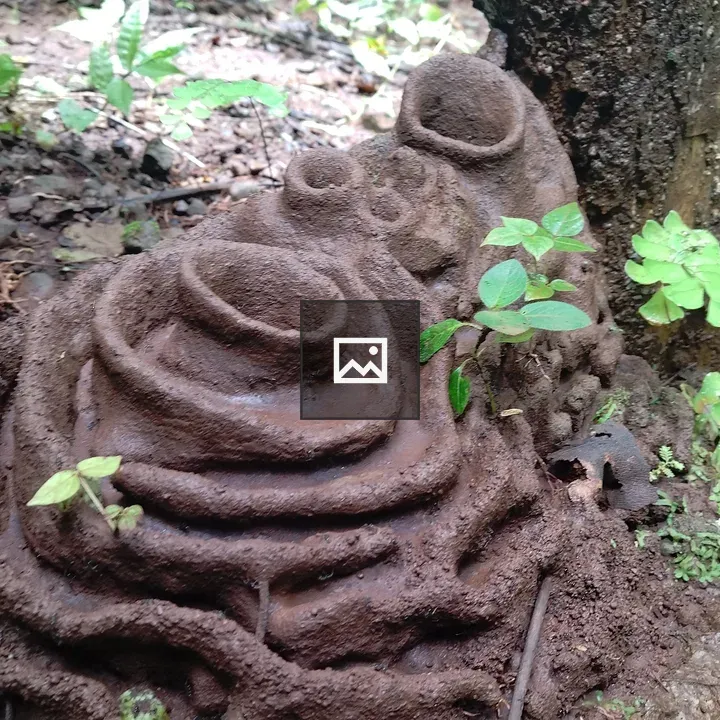 Close-up of termite mound