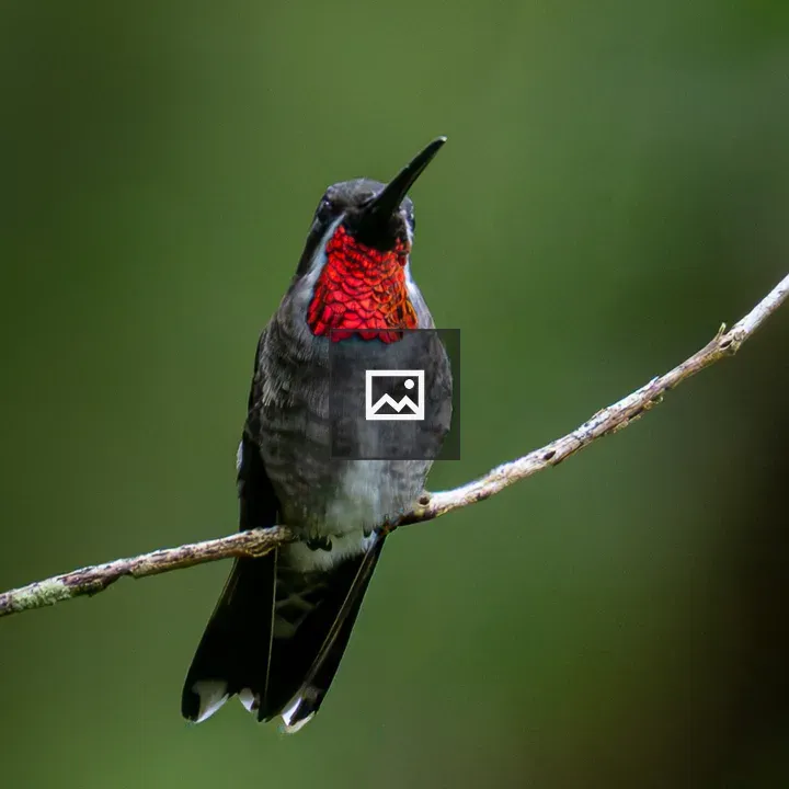 Costa Rica hummingbird perched
