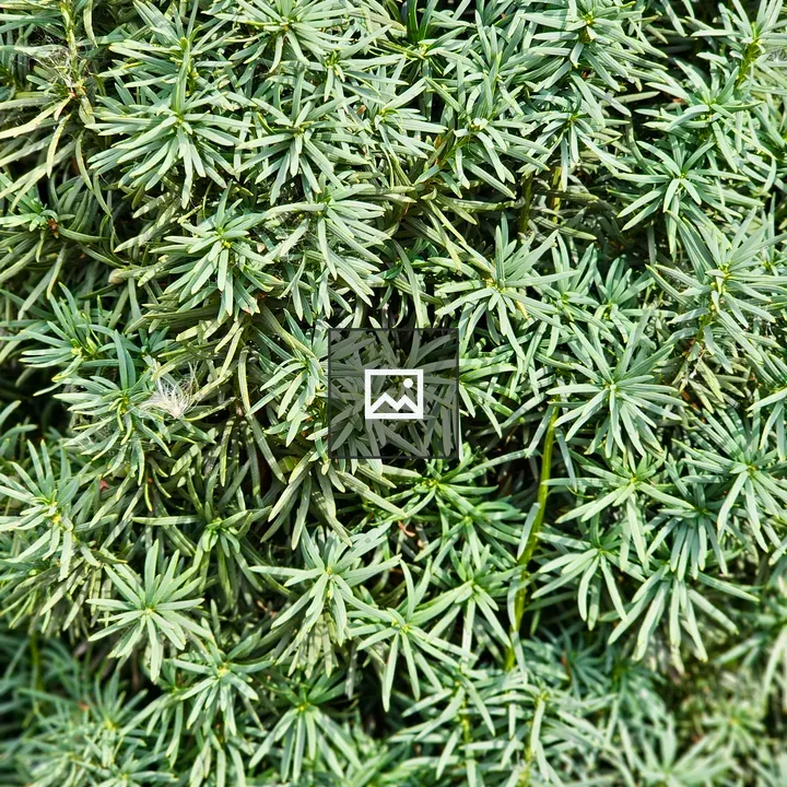 Compact green foliage close-up