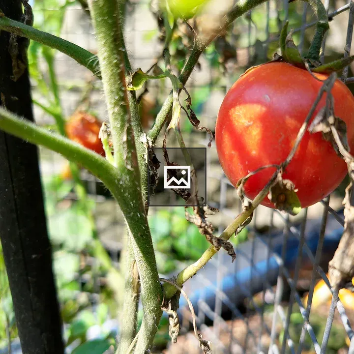 Tomato on vine by fence