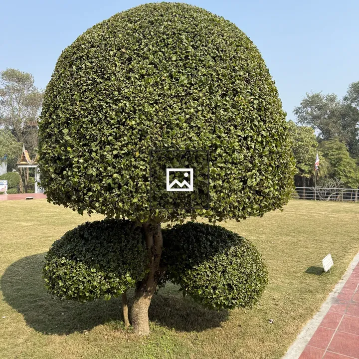 Decorative bush shaped like a tree