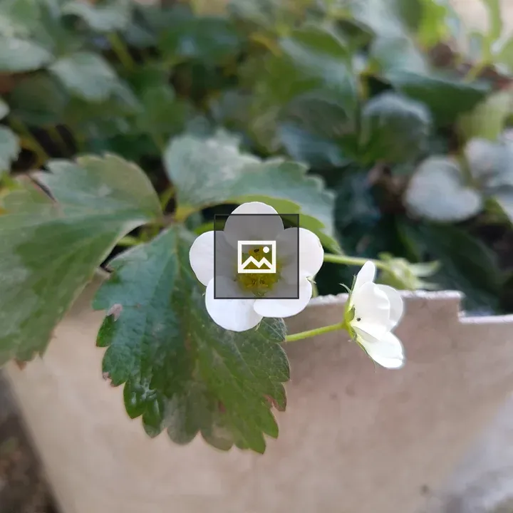 Strawberry Plants in Pot