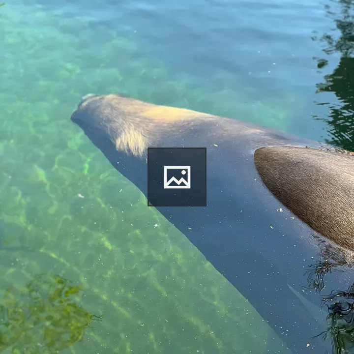 Marine mammal partially surfaced