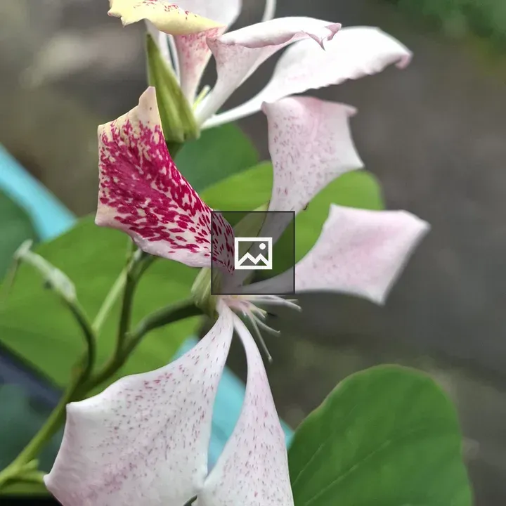 Close-up Flower with Pink and Red Spots