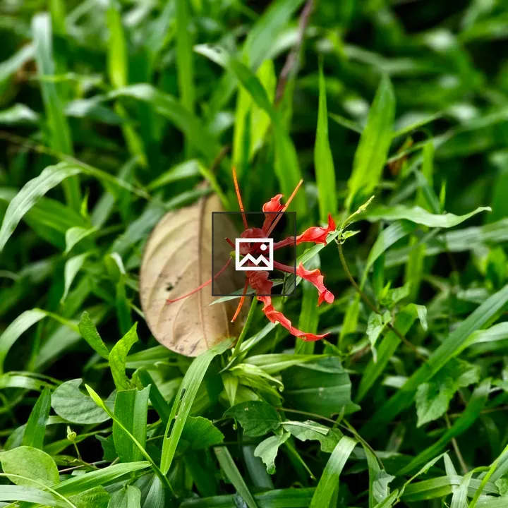 Red Wildflower on Grass