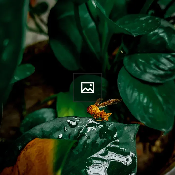 Insect on Leaf
