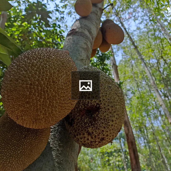 Jackfruit in Foliage