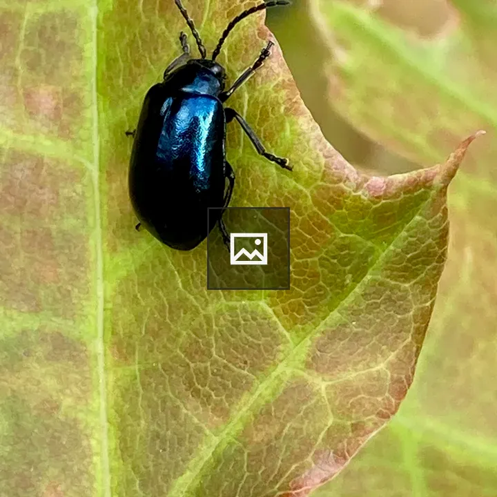Black beetle on green leaf