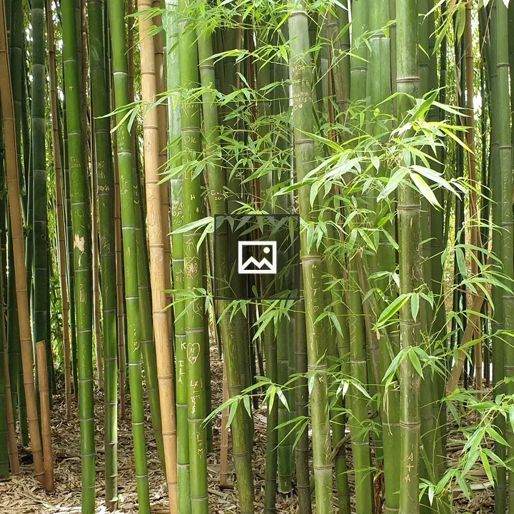 Bamboo in Green and Brown