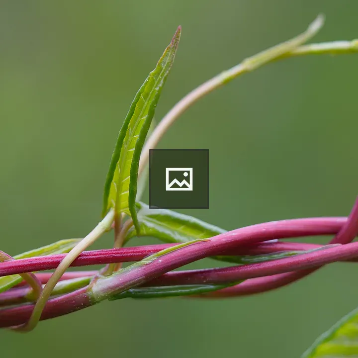 Red tendrils of fleecevine