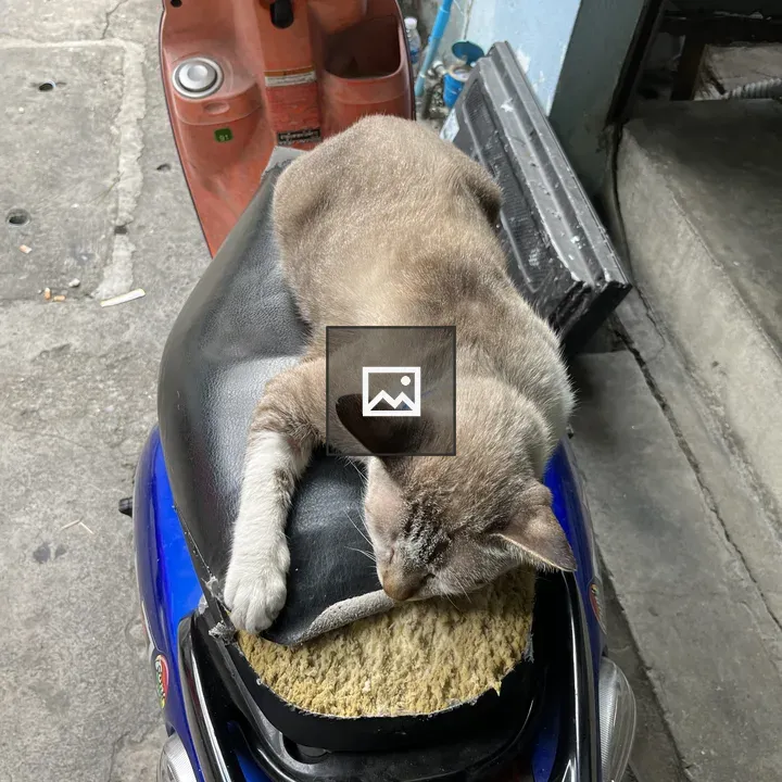Cat Napping on Scooter Seat