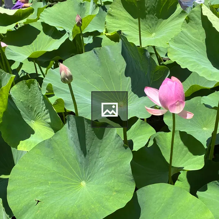 Lotus plants at Chiba Park Ohga