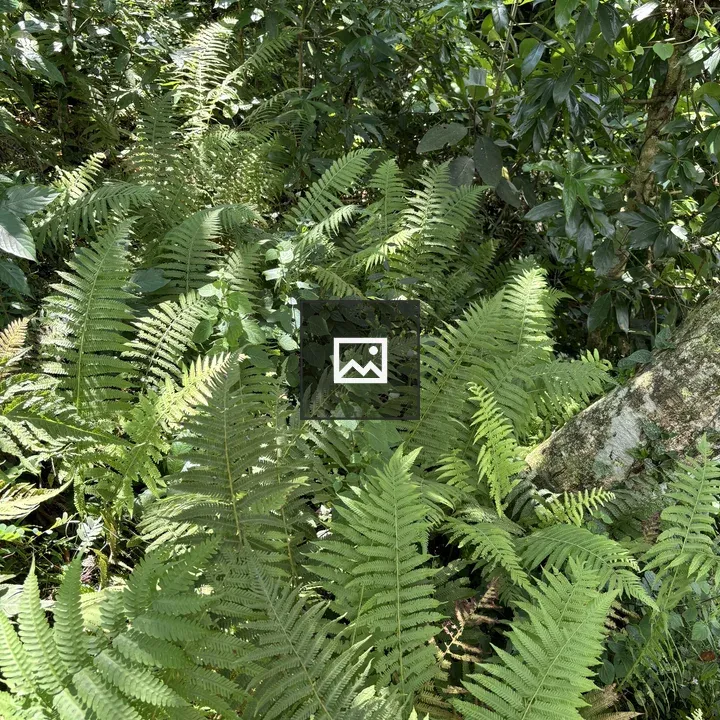 Fern cluster in green environment