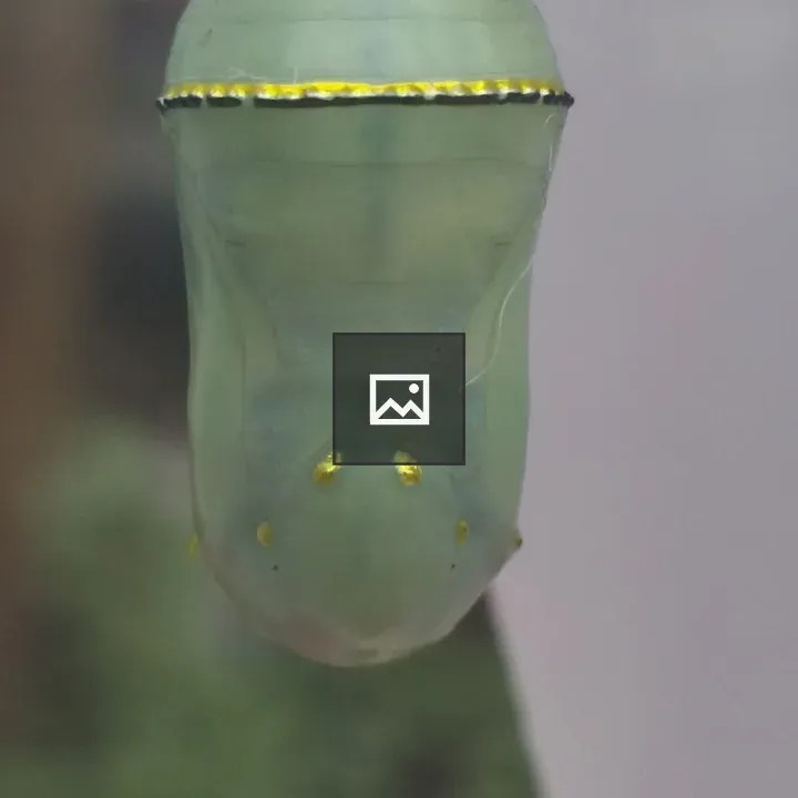 Chrysalis in Nature