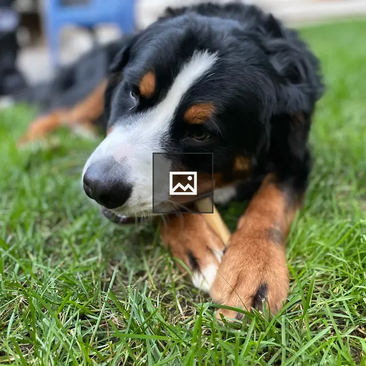 Bernese mountain dog in grass