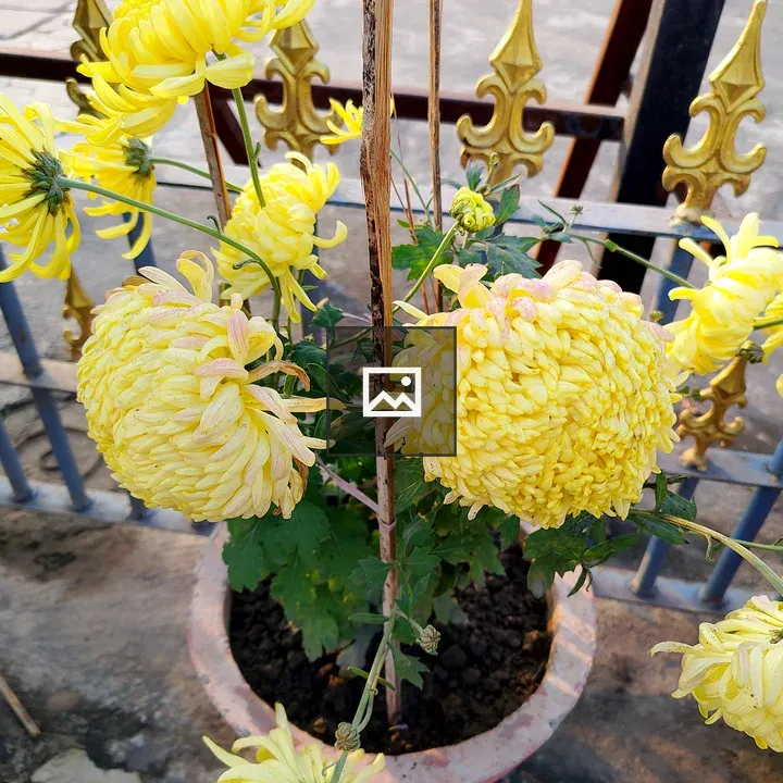 Yellow chrysanthemum pot close-up