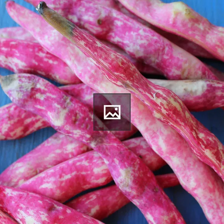 Fresh cranberry beans