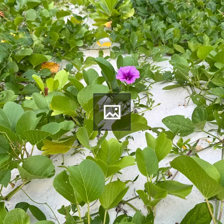 Green vines on white sand