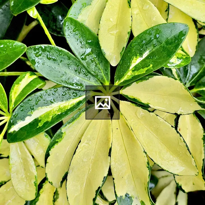 Dwarf umbrella tree leafs