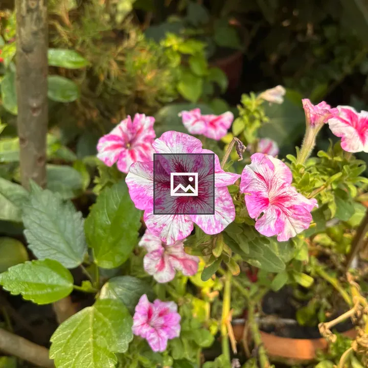 Pink and White Flowers