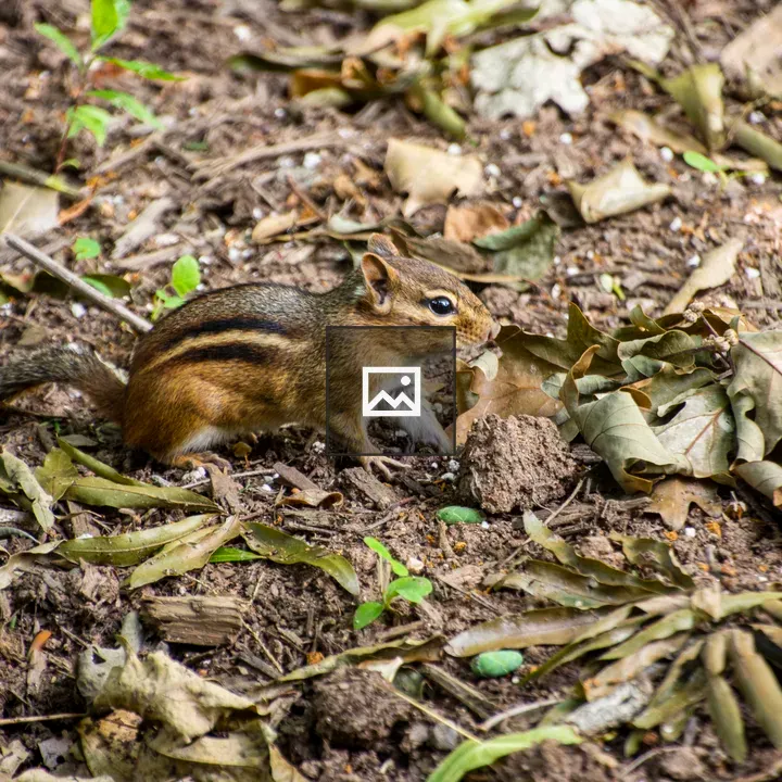 Chipmunk on the Ground
