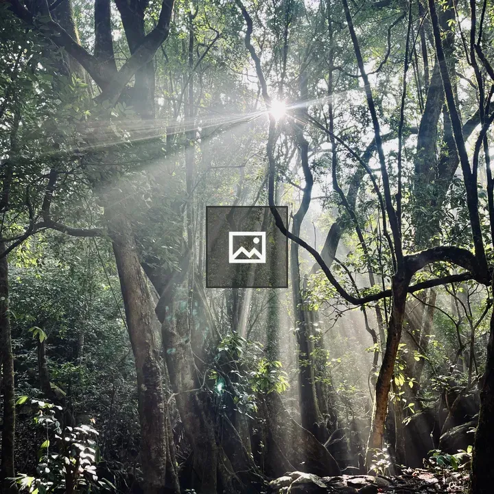 Forest with Sunlit Mist